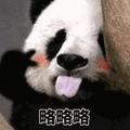 萌宠 大熊猫 略略略 吐舌头 拒绝