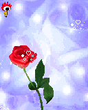 鲜花 漂亮  红色 爱你
