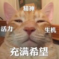 猫咪 火力 生机 充满希望