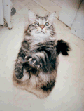 小猫 可爱 漂亮 摇晃