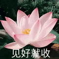 莲花 沙雕莲花 见好就收