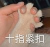 萌宠 猫星人 十指紧扣 握手 搞怪 逗