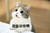 猫咪 喵星人 我告诉你噢 可爱 萌萌哒