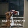 萌宠 猫星人 我是个没有感情的水桶 吨吨吨 呆萌 可爱