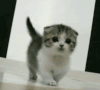 猫咪 奔跑 可爱 毛茸茸