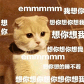 emmmm 想你 猫