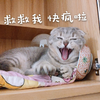 萌宠 喵星人 救救我 我快疯了 呆萌 可爱