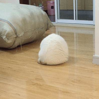 猫咪 地板 玻璃 垃圾桶