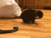 猫咪 尾巴 摔倒 可爱