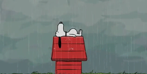 下雨 狗狗 淋雨 屋顶