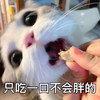 萌宠 猫星人 只吃一口不会胖的 诱惑 搞怪 逗