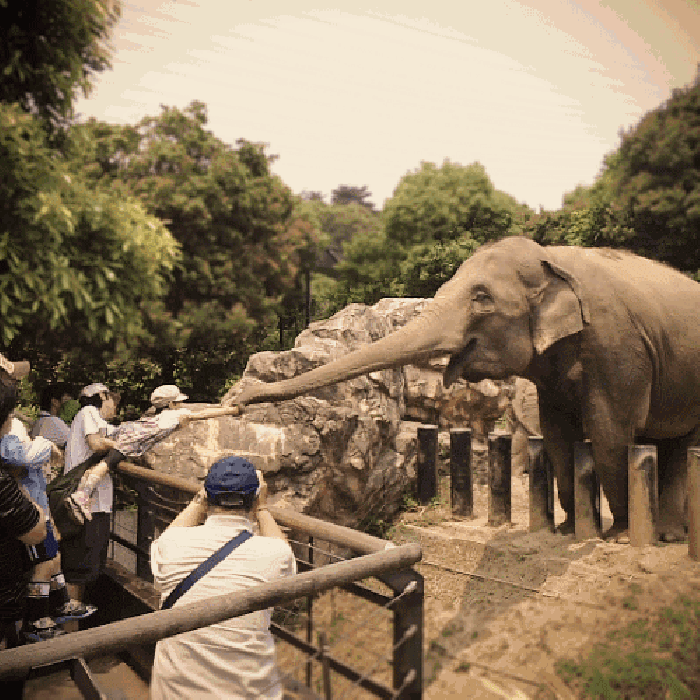 动物园 树林 栏杆 大象