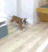 狗狗 可爱 玩耍 萌宠