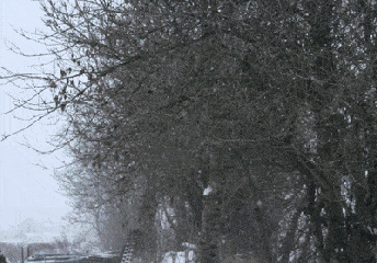 下雪 大树 刮风 景色