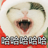 哈哈哈 猫咪 张大嘴 尖牙 闭眼 红衣服