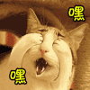 卖萌 喵星人 嘿嘿