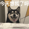 萌宠 汪星人 今天想我了吗 开心 呆萌 搞怪