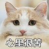 萌宠 喵星人 心里很苦 心里难受 憨憨 可爱