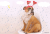 斗牛犬 下雨 动画 冷漠 bulldog