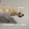 萌宠 汪星人 一位看热闹的成功人士路过 狗狗祟祟 呆萌 可爱