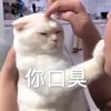萌宠 喵星人 你口臭 你离我远点 可爱 搞怪