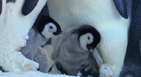 企鹅 可爱 妈妈 不作死就不会死 软萌 爱 北极