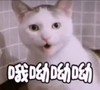 萌宠 猫星人 哦呦哟 惊讶 搞怪 呆萌