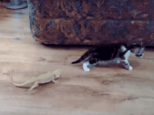 猫咪 可爱 蜥蜴 惊吓 搞笑