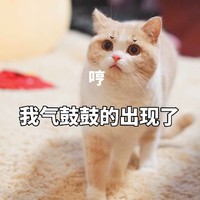 萌宠 猫星人 我气鼓鼓的出现了 生气 呆萌 可爱