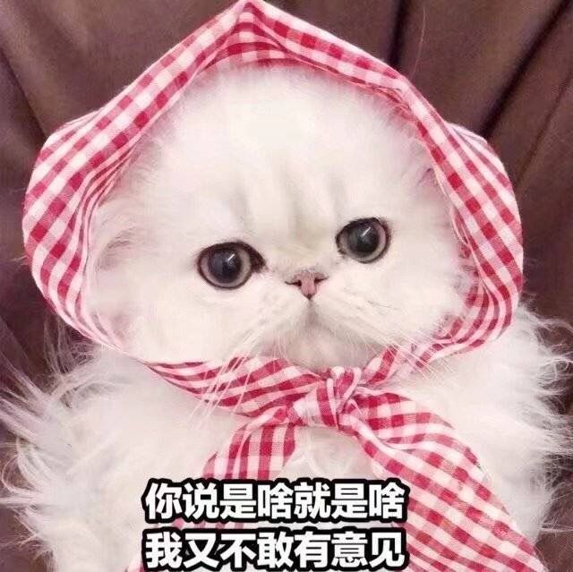 萌宠gif猫星人gif你说是啥就是啥gif我又不敢有意见gif呆萌gif可爱gif