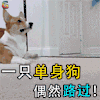 萌宠 狗狗 狗 狗狗 单身狗 路过 soogif soogif出品