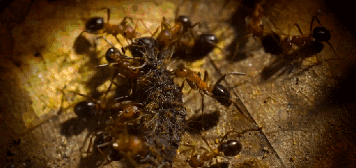 壮美无边 昆虫类 纪录片 蚂蚁