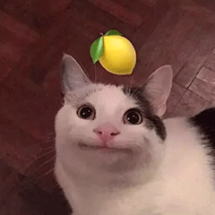 柠檬 酸了 猫咪
