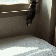 猫咪 玻璃 跳跃 掉地上