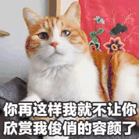 萌宠 猫星人 你再这样就不让你看我了 自恋 搞怪 呆萌