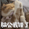萌宠 猫咪 脑公我错了 毛茸茸