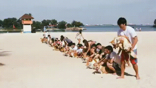 一群柯基 汪星人 小短腿 奔跑
