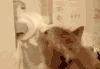 抠门猫 搅屎棍 喵星人 主子 猫 猫咪 捣蛋 调皮