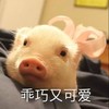 撒娇猪猪 猪 乖巧 可爱 搞怪 逗