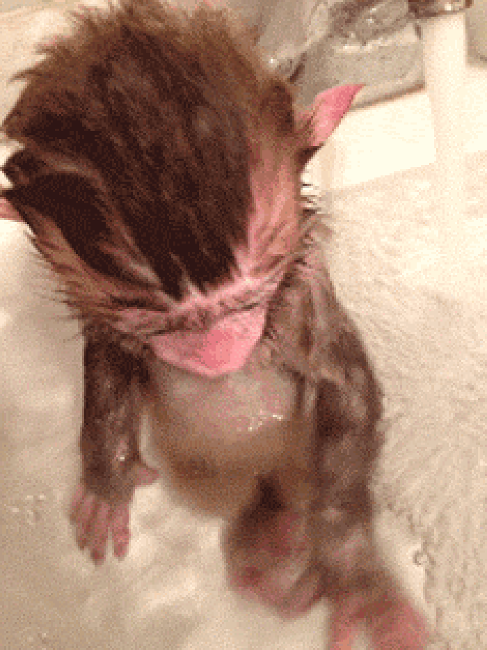 可爱 小猴子 玩耍 洗澡