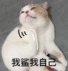 萌宠 猫星人 我杀我自己 我不活了 呆萌 可爱