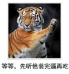 老虎 动物 图片 等等先听他装完逼再吃