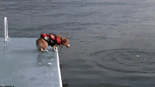 狗狗 跳水 游泳 可爱