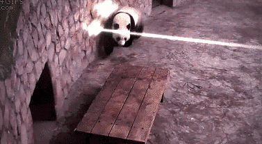 动物 大熊猫 国宝 萌萌哒