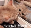 文字表情包 猫咪 喵星人 可爱 萌宠