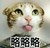 猫咪  吐舌头  略略略  可爱  装逼