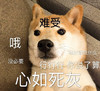 萌宠 汪星人 心如死灰 难受 搞怪 呆萌