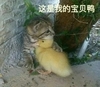萌宠 猫星人 这是我的宝贝鸭 开心 搞怪 可爱