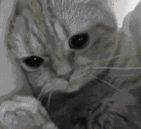 猫咪 灰色 乖巧 呆萌