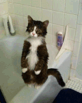 猫 浴后